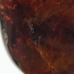 63.52 ct Amber with insect cabochon 43.38 x 27.52 x 15.45 mm