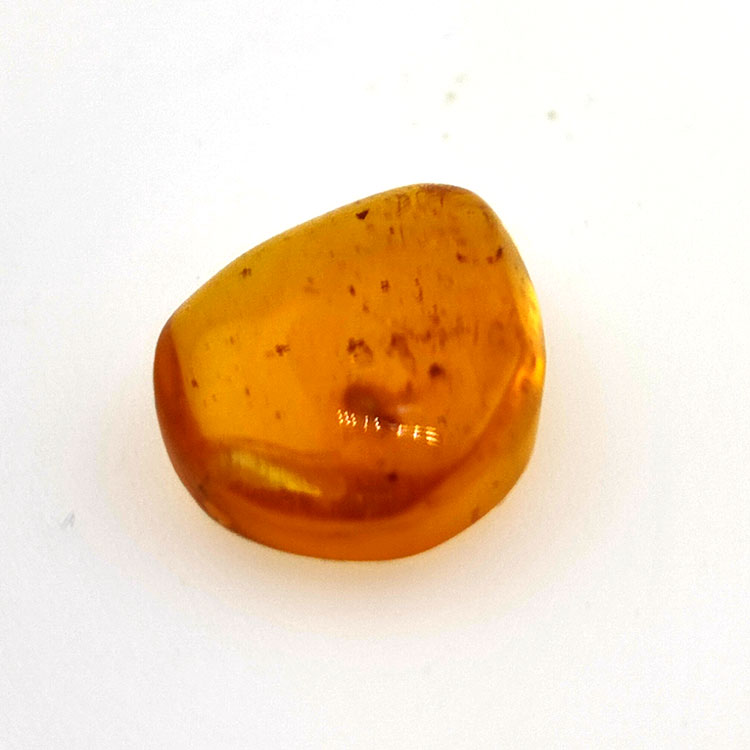 2,52 ct Ambre avec insecte cabochon 14,18 x 11,60 x 5,03 mm