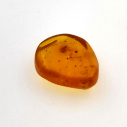 2,52 ct Bernstein mit Insekt Cabochon 14,18 x 11,60 x 5,03 mm