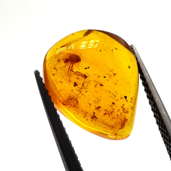 2,52 ct Bernstein mit Insekt Cabochon 14,18 x 11,60 x 5,03 mm
