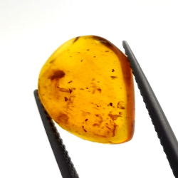 2,52 ct Bernstein mit Insekt Cabochon 14,18 x 11,60 x 5,03 mm