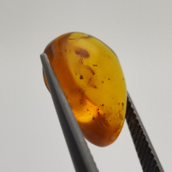 2,52 ct Ambre avec insecte cabochon 14,18 x 11,60 x 5,03 mm