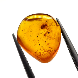 2.52 ct Amber with insect cabochon 14.18 x 11.60 x 5.03 mm