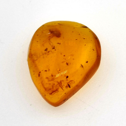 2,52 ct Bernstein mit Insekt Cabochon 14,18 x 11,60 x 5,03 mm